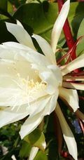 昙花图片，昙花一现只为韦陀，月下美人昙花唯美摄影图片
