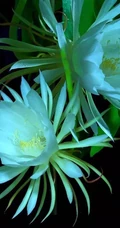 昙花图片，昙花一现只为韦陀，月下美人昙花唯美摄影图片