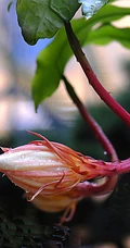 昙花图片，昙花一现只为韦陀，月下美人昙花唯美摄影图片