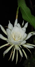 昙花图片，昙花一现只为韦陀，月下美人昙花唯美摄影图片
