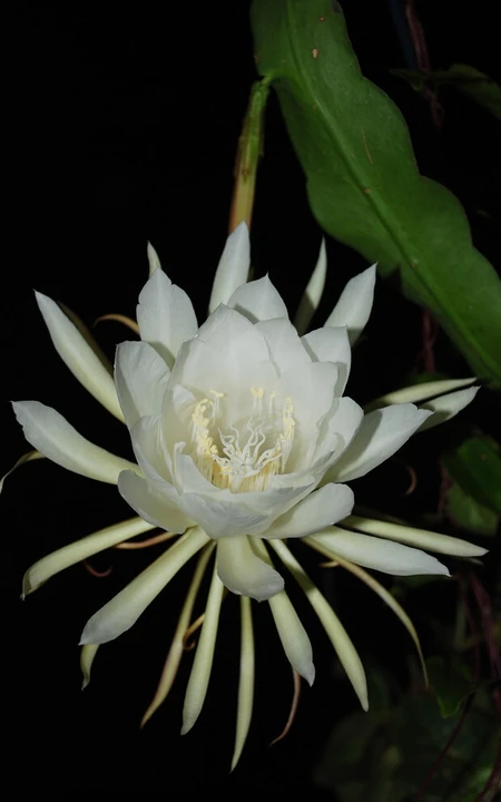 昙花图片，昙花一现只为韦陀，月下美人昙花唯美摄影图片