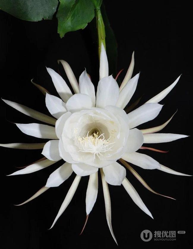 昙花图片，昙花一现只为韦陀，月下美人昙花唯美摄影图片