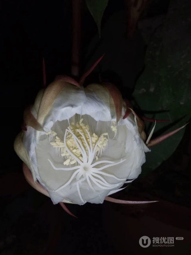 昙花图片，昙花一现只为韦陀，月下美人昙花唯美摄影图片