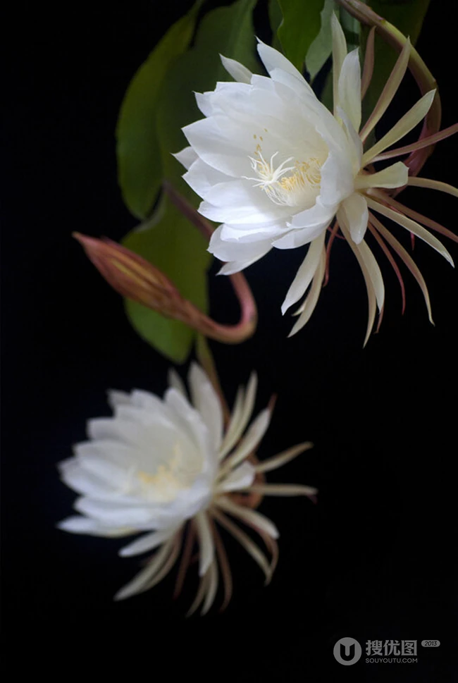 昙花图片，昙花一现只为韦陀，月下美人昙花唯美摄影图片