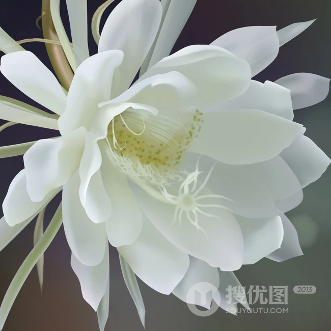 昙花图片，昙花一现只为韦陀，月下美人昙花唯美摄影图片