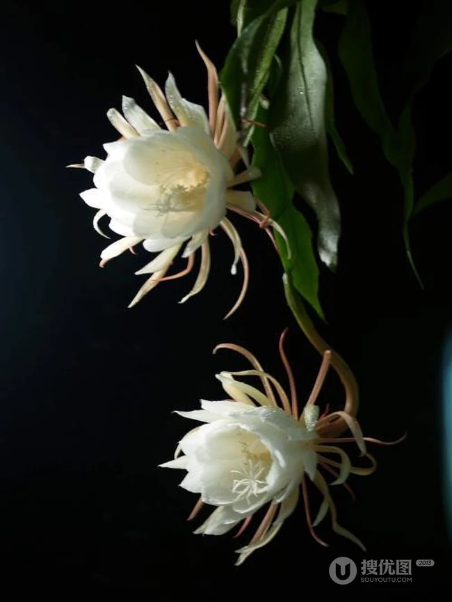 昙花图片，昙花一现只为韦陀，月下美人昙花唯美摄影图片