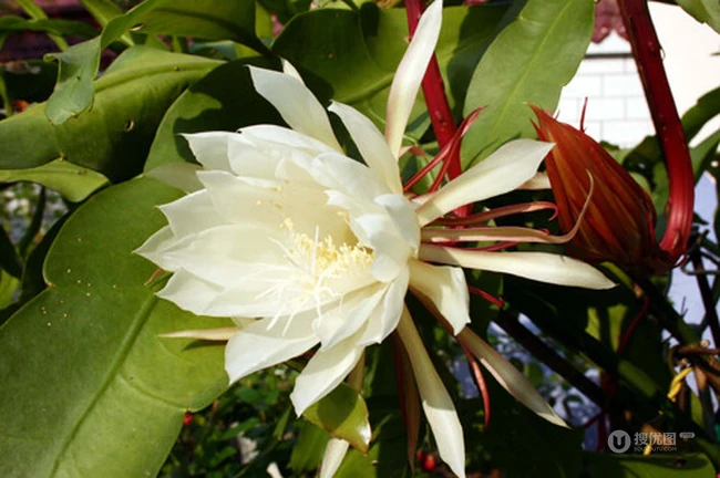 昙花图片，昙花一现只为韦陀，月下美人昙花唯美摄影图片