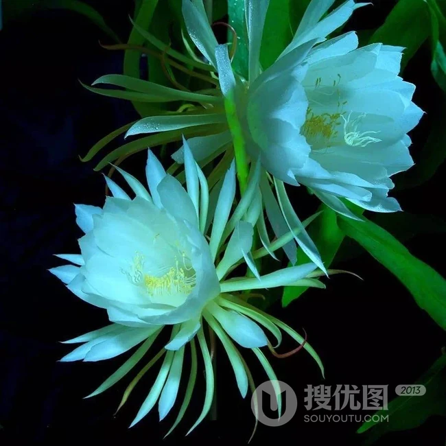 昙花图片，昙花一现只为韦陀，月下美人昙花唯美摄影图片