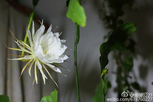昙花图片，昙花一现只为韦陀，月下美人昙花唯美摄影图片