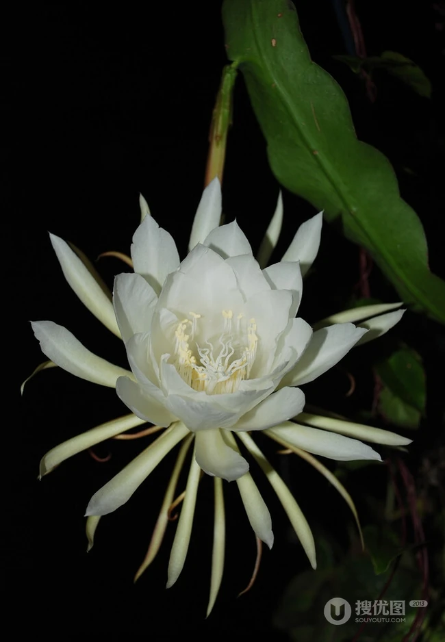 昙花图片，昙花一现只为韦陀，月下美人昙花唯美摄影图片