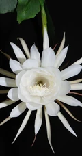 昙花图片，昙花一现只为韦陀，月下美人昙花唯美摄影图片