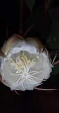 昙花图片，昙花一现只为韦陀，月下美人昙花唯美摄影图片