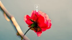 传统时节二十四节气&ldquo;立夏&rdquo;桌面壁纸图片