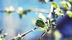 传统时节二十四节气&ldquo;立夏&rdquo;桌面壁纸图片