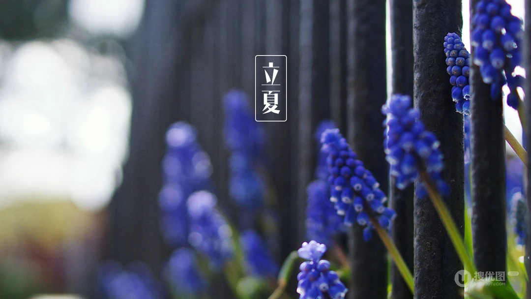 传统时节二十四节气&ldquo;立夏&rdquo;桌面壁纸图片