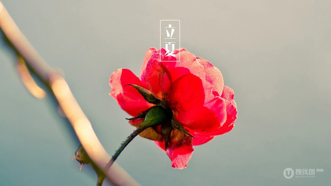 传统时节二十四节气&ldquo;立夏&rdquo;桌面壁纸图片