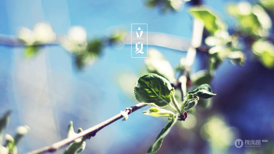 传统时节二十四节气&ldquo;立夏&rdquo;桌面壁纸图片