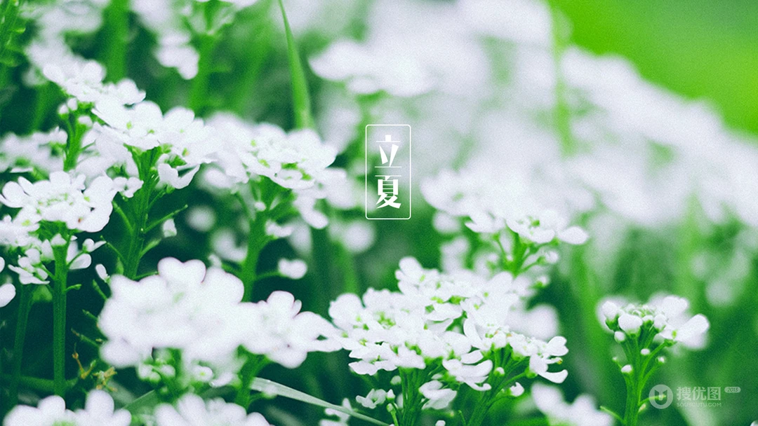 传统时节二十四节气&ldquo;立夏&rdquo;桌面壁纸图片