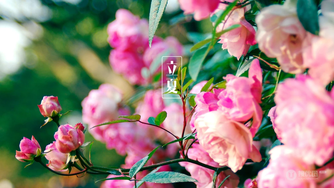 传统时节二十四节气&ldquo;立夏&rdquo;桌面壁纸图片