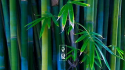 传统时节二十四节气&ldquo;立夏&rdquo;桌面壁纸图片
