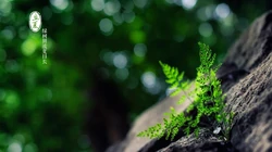 唯美森林花卉植物摄影二十四节气&ldquo;立夏&rdquo;桌面背景