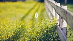 唯美森林花卉植物摄影二十四节气&ldquo;立夏&rdquo;桌面背景