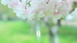 唯美森林花卉植物摄影二十四节气&ldquo;立夏&rdquo;桌面背景