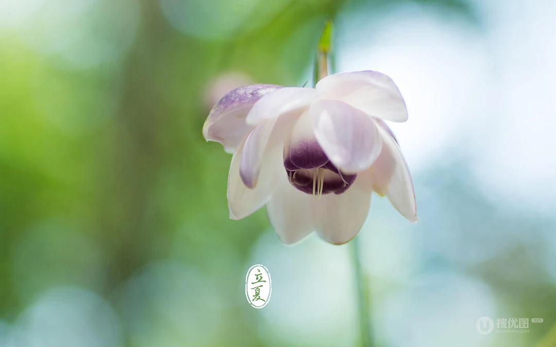 唯美森林花卉植物摄影二十四节气&ldquo;立夏&rdquo;桌面背景