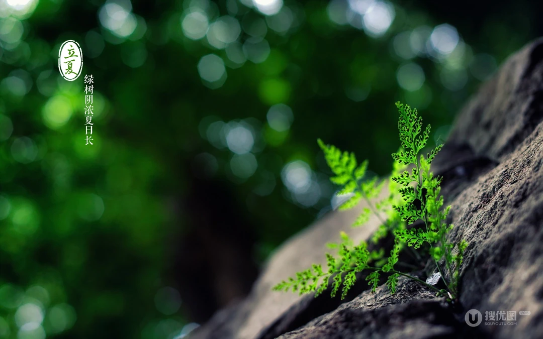 唯美森林花卉植物摄影二十四节气&ldquo;立夏&rdquo;桌面背景