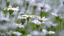 唯美森林花卉植物摄影二十四节气&ldquo;立夏&rdquo;桌面背景