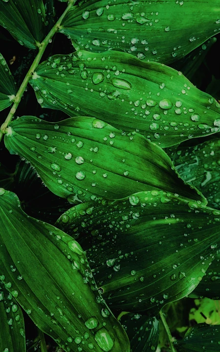 植物&ldquo;玉竹&rdquo;的叶子唯美手机壁纸