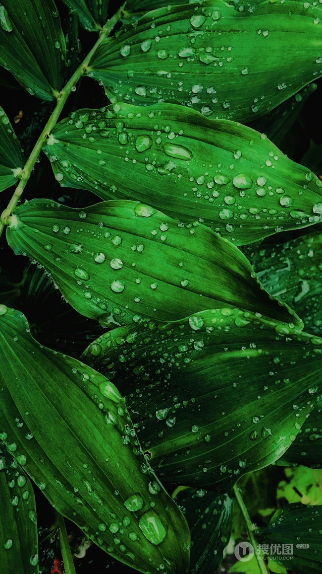 植物&ldquo;玉竹&rdquo;的叶子唯美手机壁纸