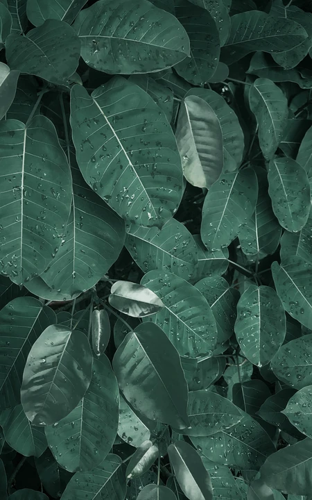 唯美植物&ldquo;大青树&rdquo;的高清摄影手机桌面壁纸