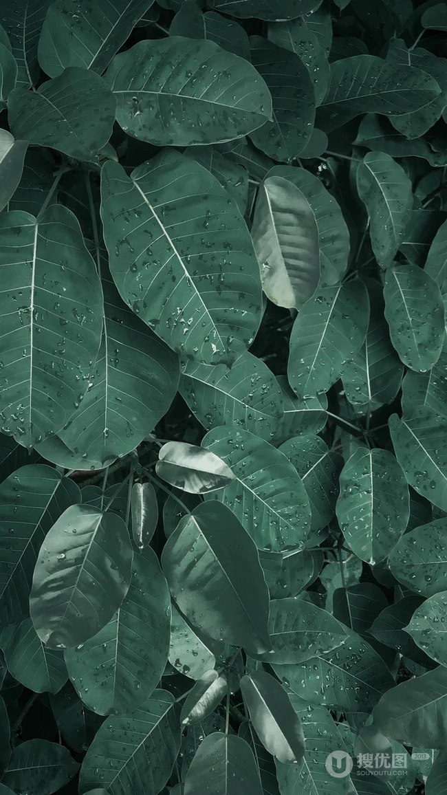 唯美植物&ldquo;大青树&rdquo;的高清摄影手机桌面壁纸