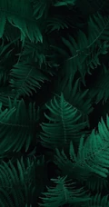 自然植物&ldquo;海羽星，肾蕨，戟叶耳蕨&rdquo;绿色护眼壁纸手机壁纸