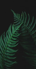 自然植物&ldquo;海羽星，肾蕨，戟叶耳蕨&rdquo;绿色护眼壁纸手机壁纸
