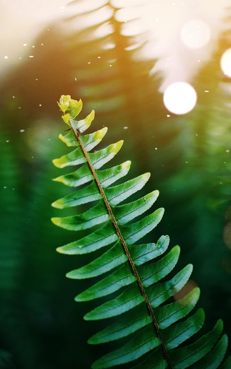 自然植物&ldquo;海羽星，肾蕨，戟叶耳蕨&rdquo;绿色护眼壁纸手机壁纸