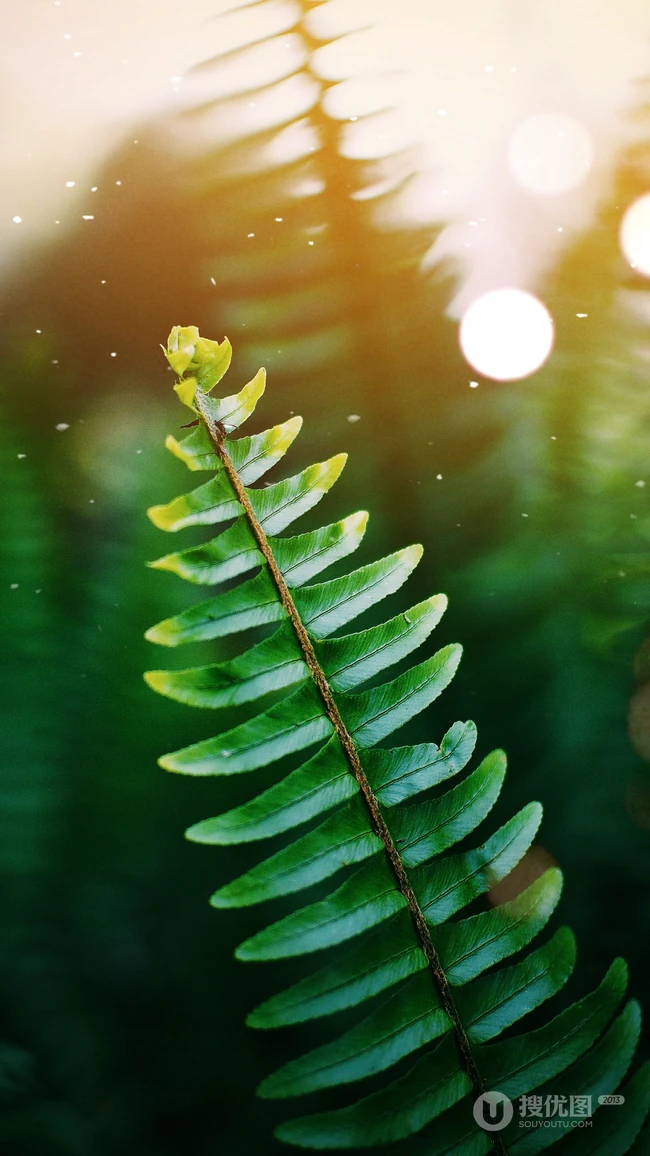 自然植物&ldquo;海羽星，肾蕨，戟叶耳蕨&rdquo;绿色护眼壁纸手机壁纸