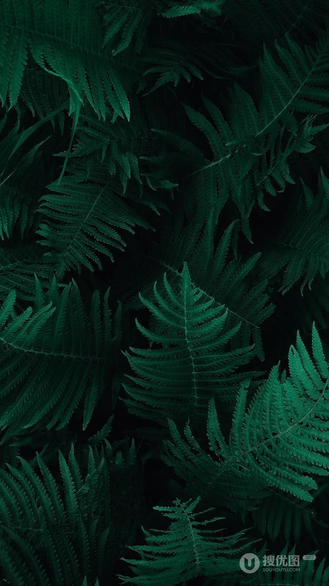 自然植物&ldquo;海羽星，肾蕨，戟叶耳蕨&rdquo;绿色护眼壁纸手机壁纸