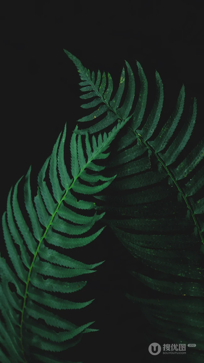 自然植物&ldquo;海羽星，肾蕨，戟叶耳蕨&rdquo;绿色护眼壁纸手机壁纸