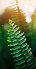 自然植物&ldquo;海羽星，肾蕨，戟叶耳蕨&rdquo;绿色护眼壁纸手机壁纸