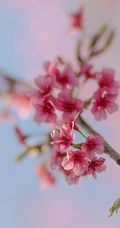 唯美浪漫的樱花手机壁纸图片