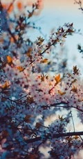 唯美浪漫的樱花手机壁纸图片