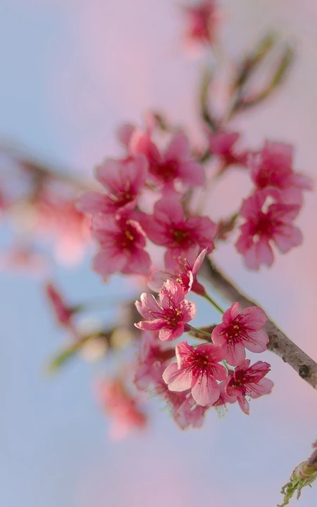 唯美浪漫的樱花手机壁纸图片