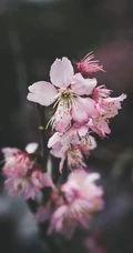 唯美浪漫的樱花手机壁纸图片
