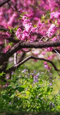 阳光下的蔷薇科樱属植物&ldquo;樱花树&rdquo;唯美手机壁纸