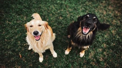 犬科动物&ldquo;腊肠犬，威玛猎犬，霍夫瓦尔特犬&rdquo;个性桌面壁纸