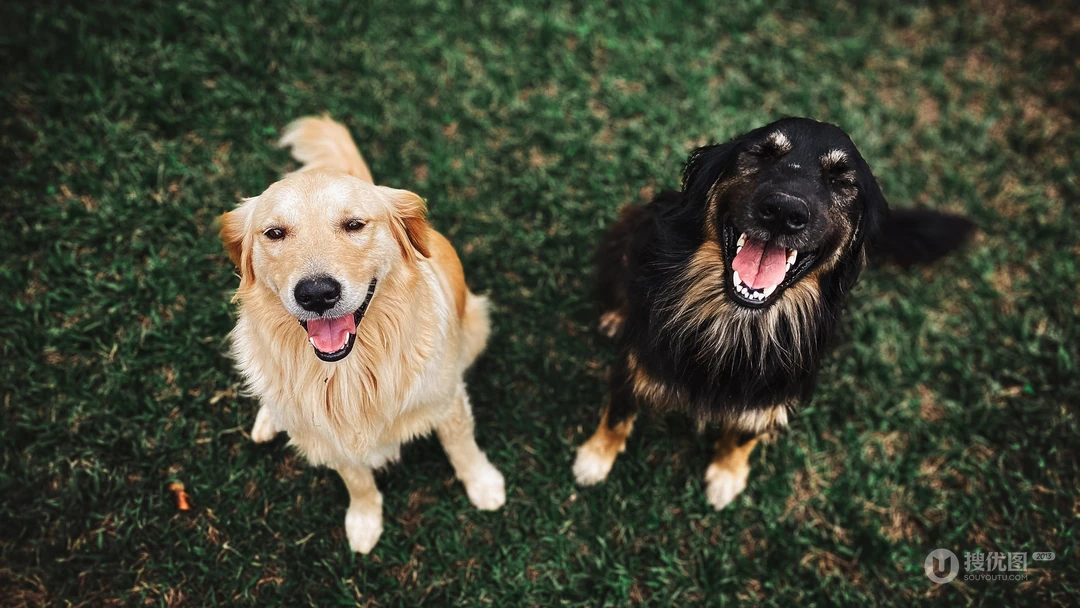 犬科动物&ldquo;腊肠犬，威玛猎犬，霍夫瓦尔特犬&rdquo;个性桌面壁纸
