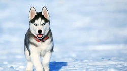 动物&ldquo;灰狼&rdquo;和雪地里的哈士奇犬桌面壁纸