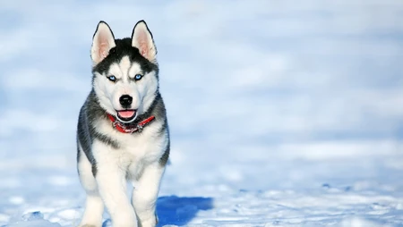 动物&ldquo;灰狼&rdquo;和雪地里的哈士奇犬桌面壁纸